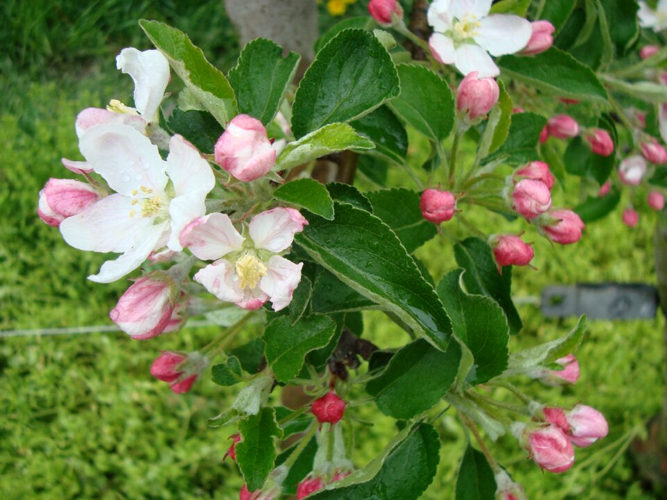 Pear blossom blossom inflorescence