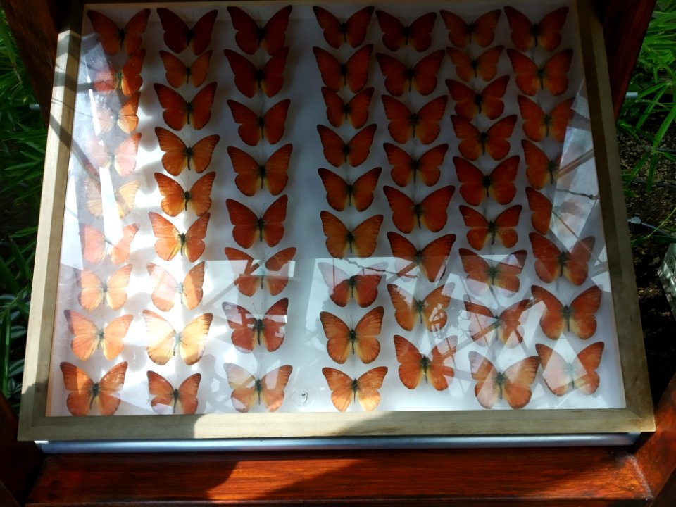 Butterflies in Konya Tropical Garden 02