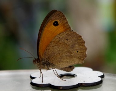 Butterfly in the farm - Parc floral