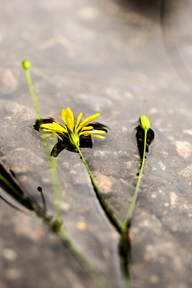 Summer nature puddle