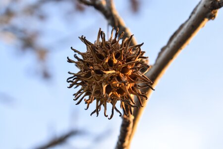 Outdoor plant flower