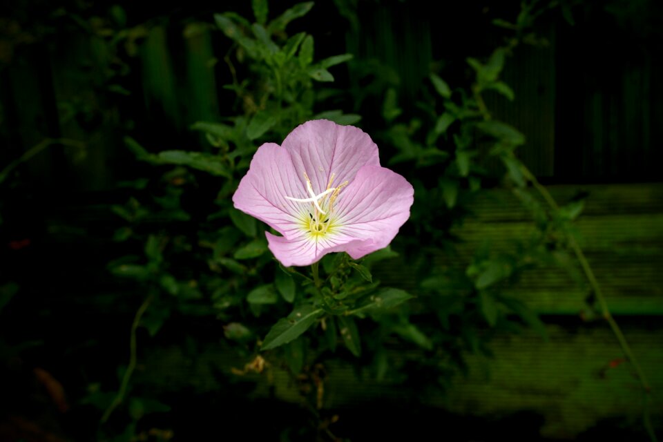 Vignetting nature plants