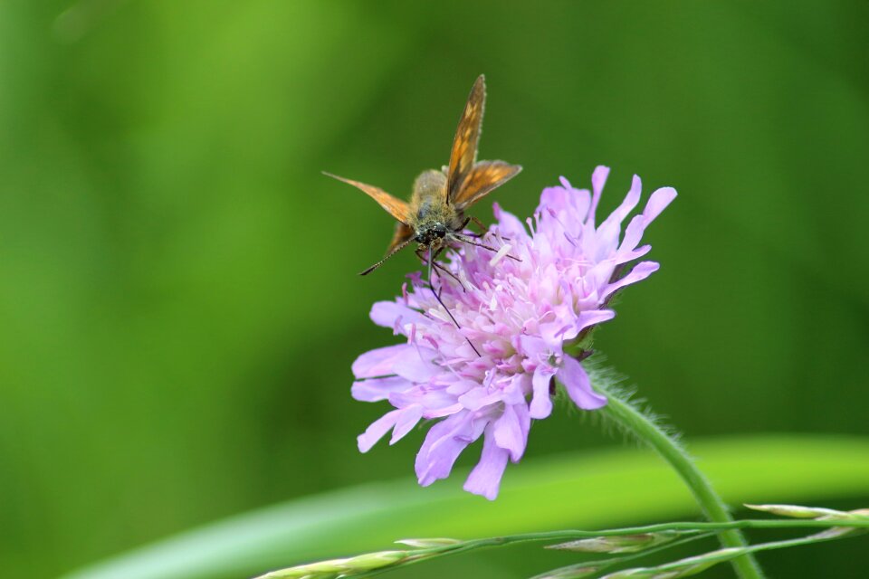 Plant insect grass