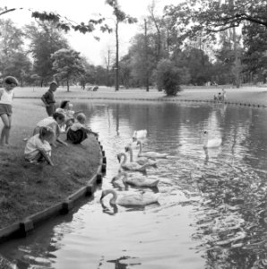 Zwanenfamilie in een park te Rotterdam, Bestanddeelnr 908-8573