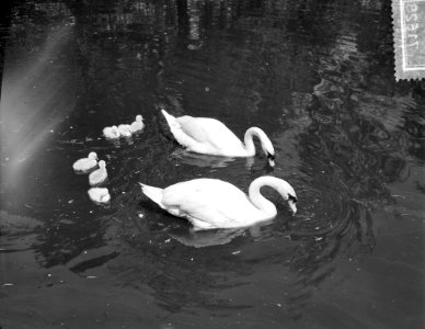 Zwanenpaar met zes jongen in Vondelpark, Bestanddeelnr 907-1629
