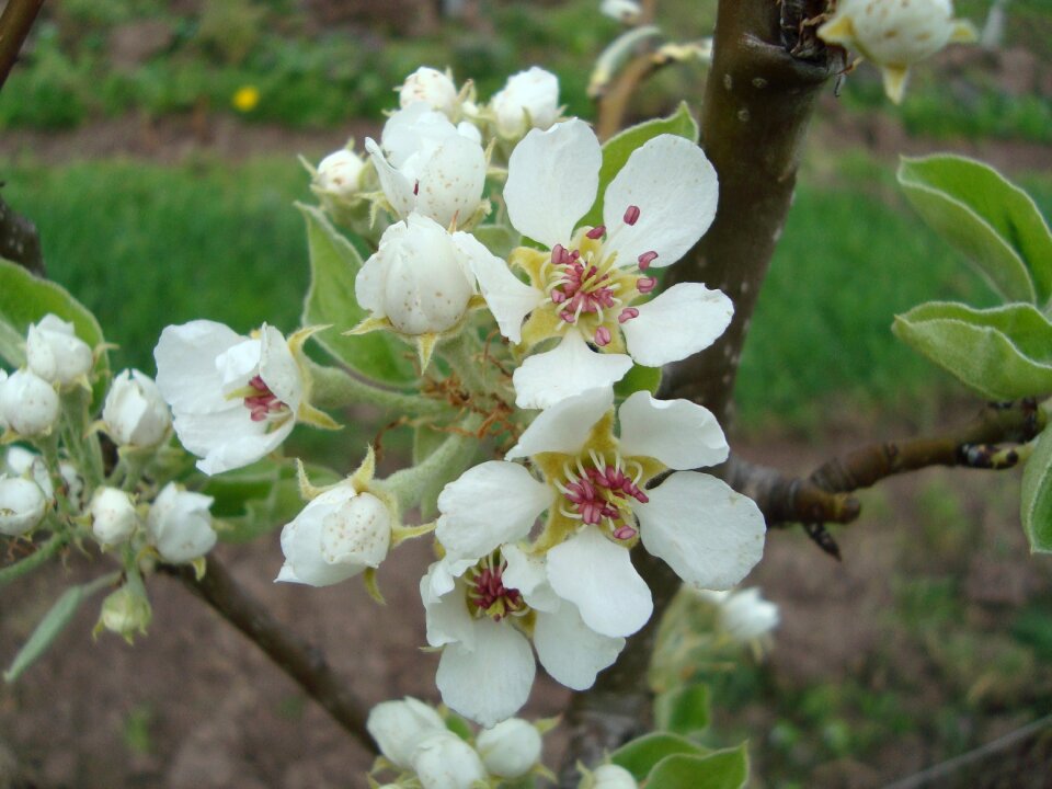 Nature spring white photo