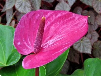 Tropical flower red flower tropical plant