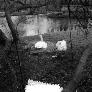 Zwanen broeden in het Vondelpark, Bestanddeelnr 906-4440