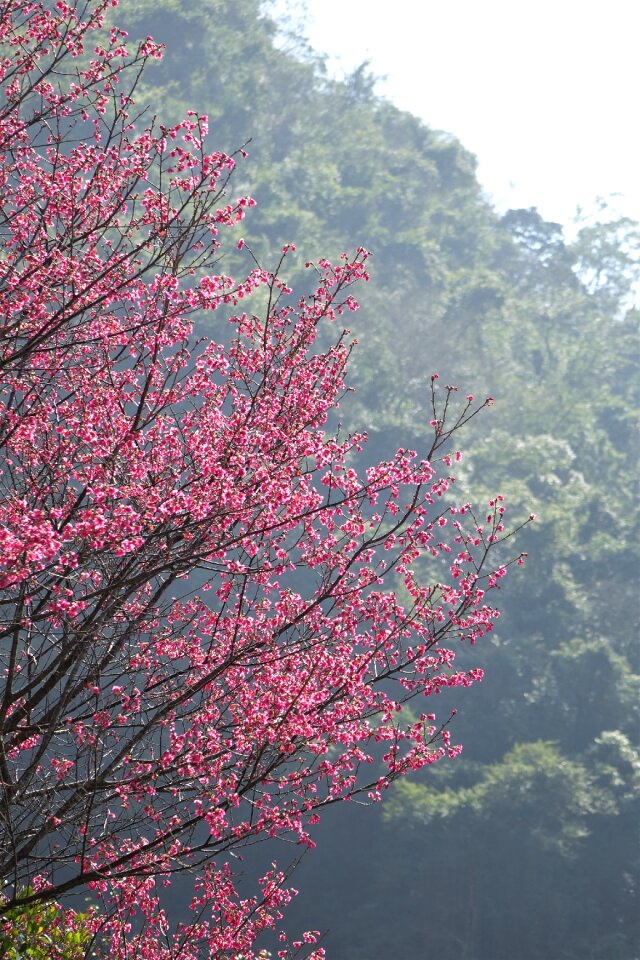 Cherry wood cherry blossoms season