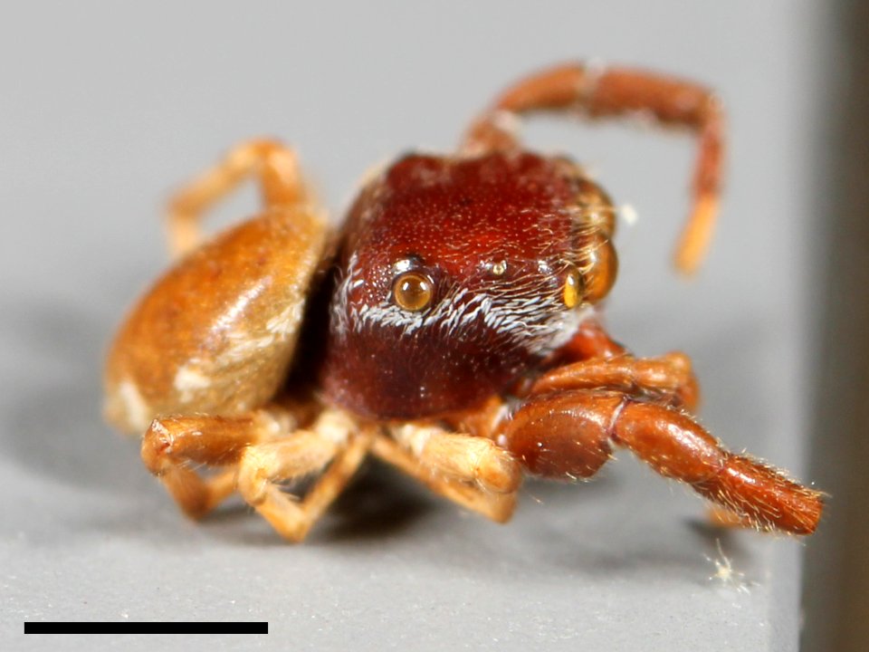 Zygoballus electus holotype lateral with scale