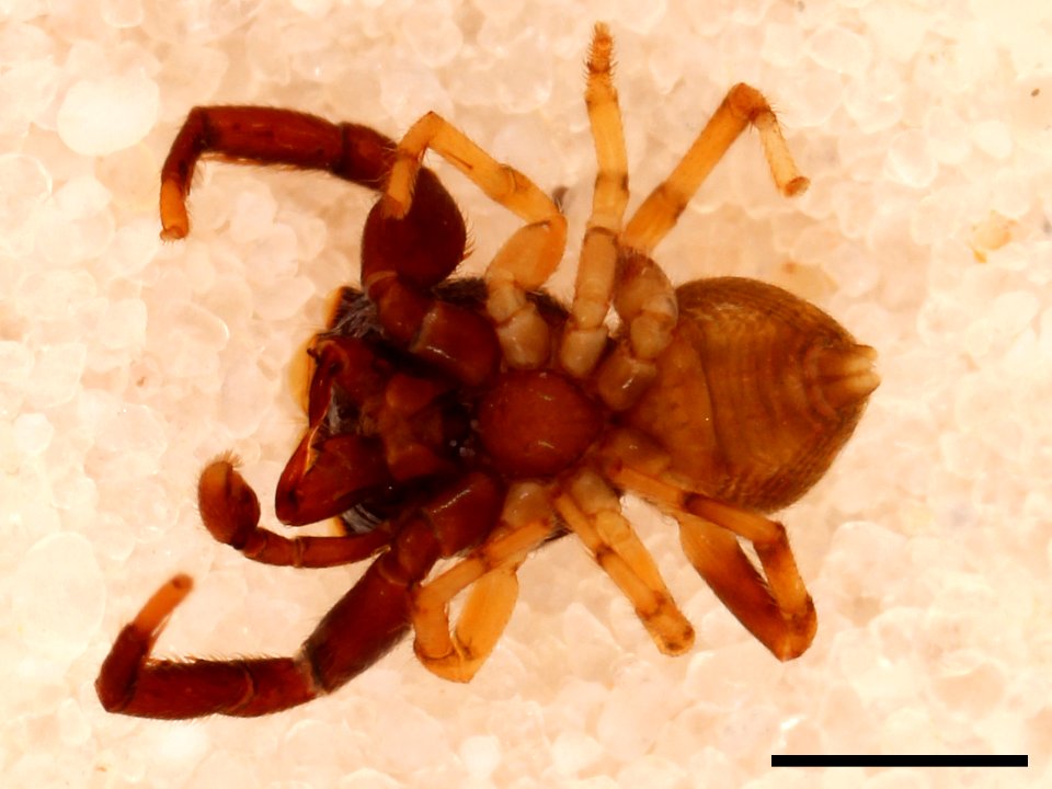 Zygoballus electus holotype ventral with scale