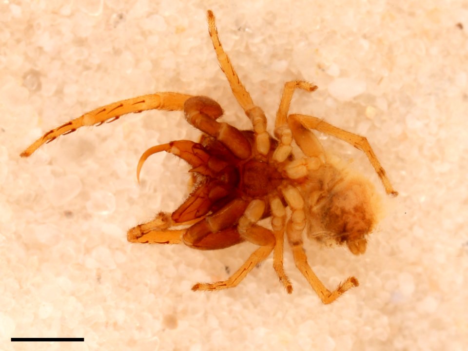 Zygoballus concolor holotype ventral with scale