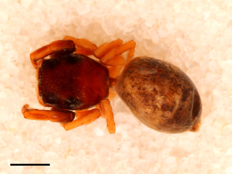 Zygoballus iridescens holotype dorsal view