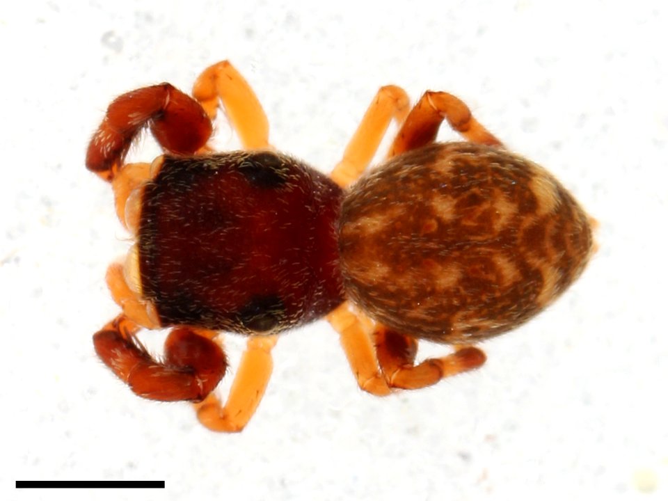 Zygoballus electus female dorsal with scale