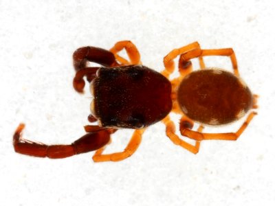 Zygoballus electus male dorsal