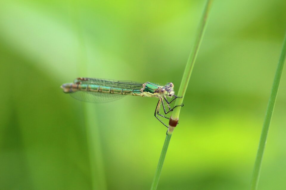 Animals living nature summer
