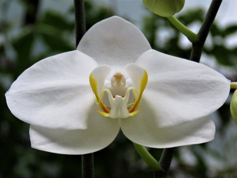 Tropical flower garden orchid