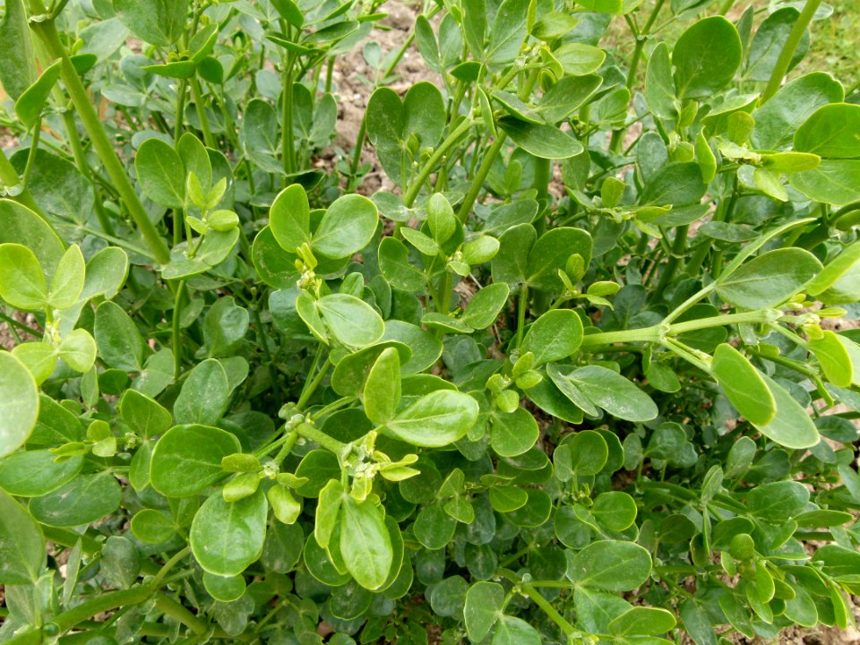 Zygophyllum fabago