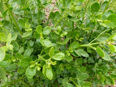 Zygophyllum fabago