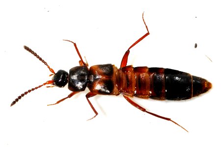 Zyras-humeralis-03-fws