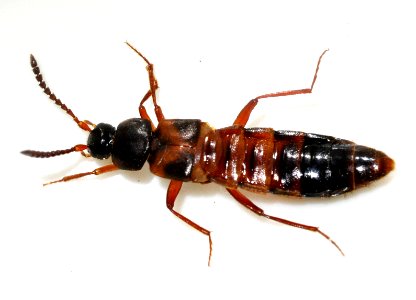 Zyras-humeralis-05-fws