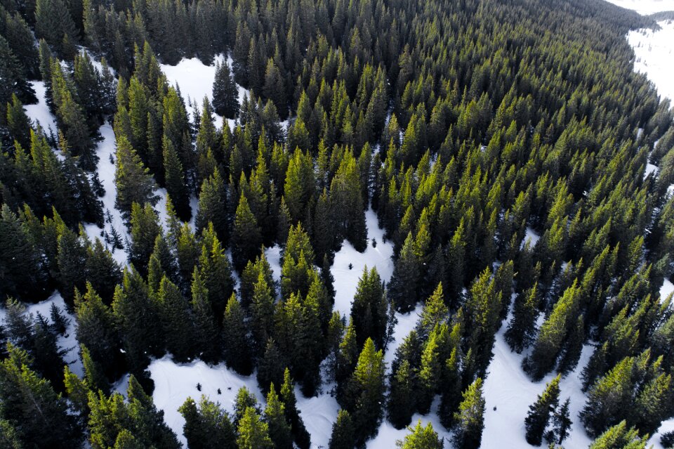 Nature forest snow