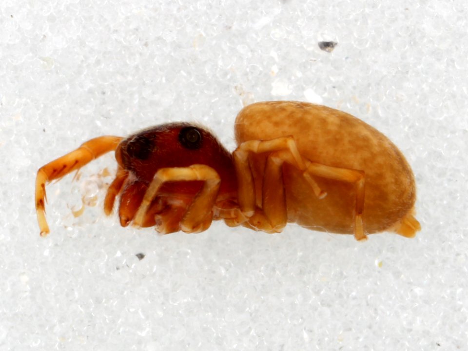 Zygoballus concolor allotype lateral