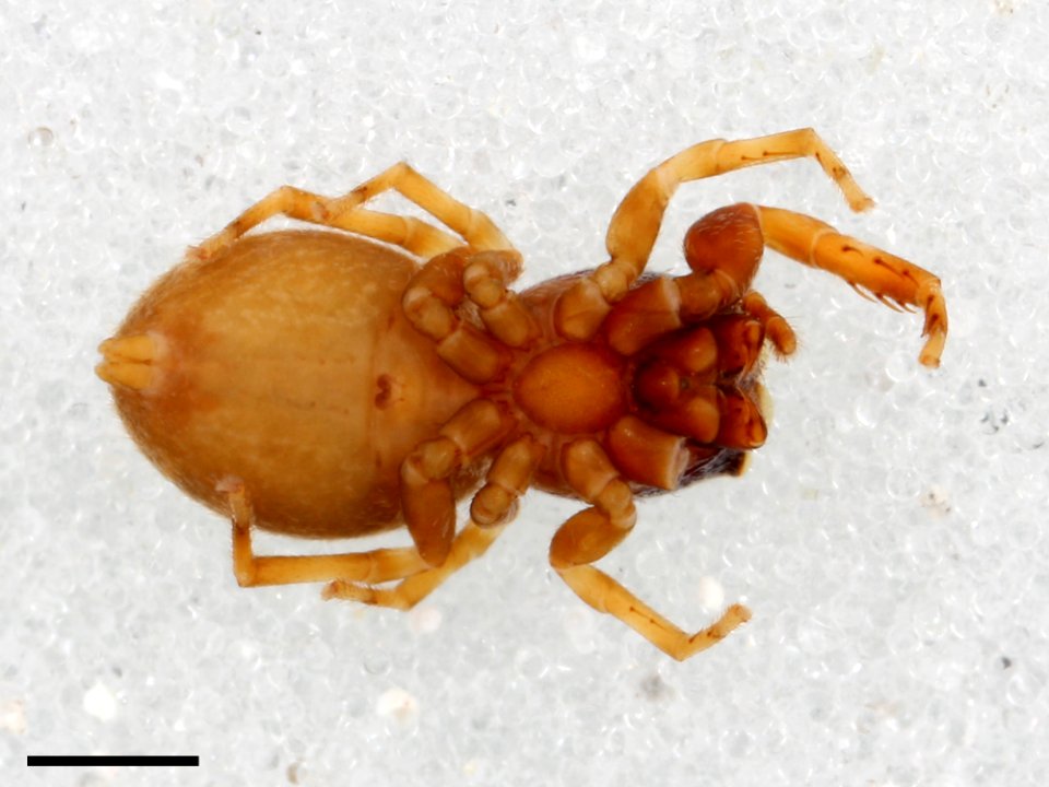 Zygoballus concolor allotype ventral with scale
