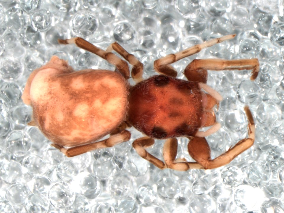Zygoballus maculatipes holotype dorsal
