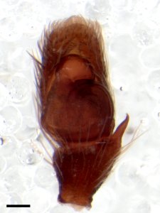 Zygoballus nervosus pedipalp with scale 2