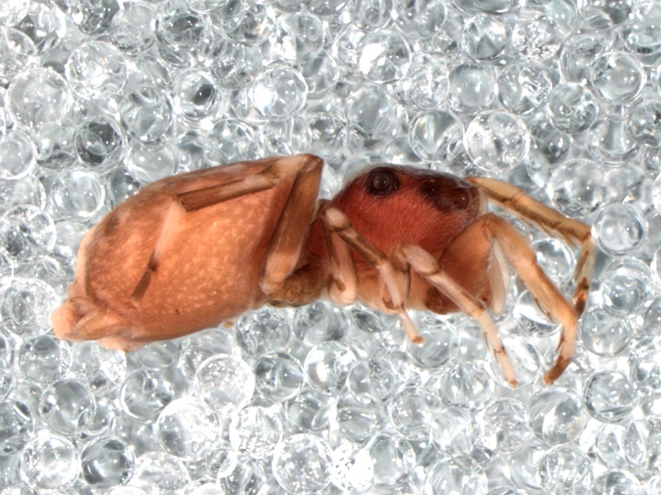 Zygoballus maculatipes holotype lateral
