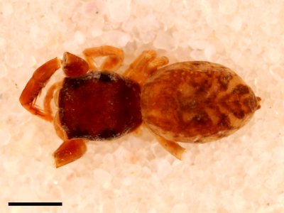 Zygoballus minutus allotype dorsal with scale