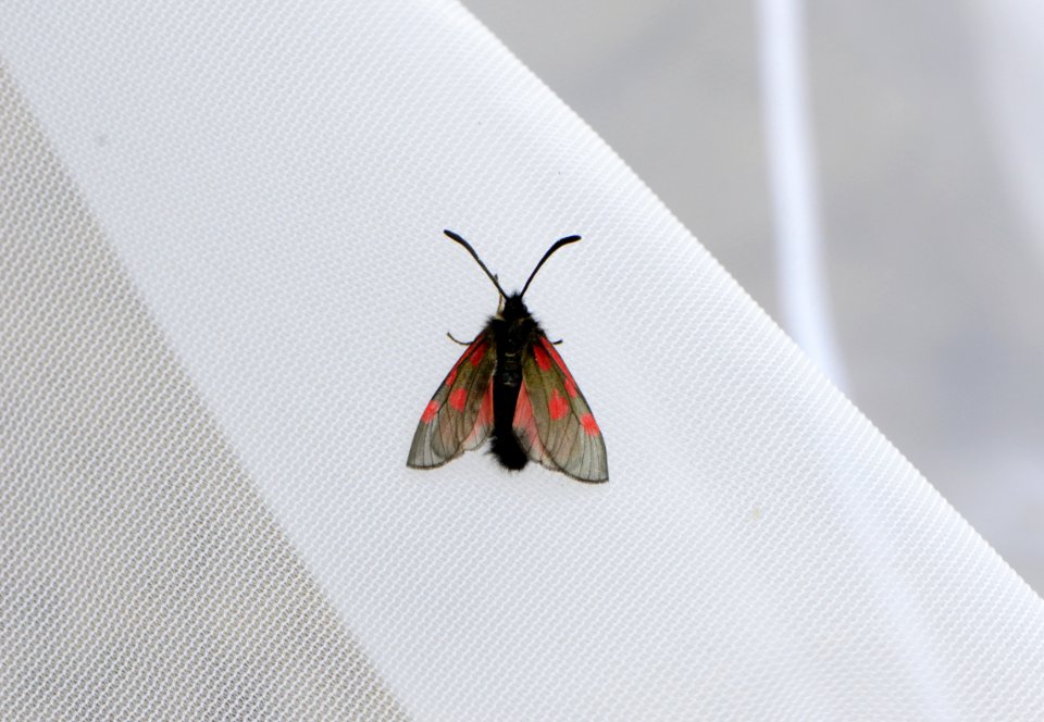 Zygaena exulans Habitus