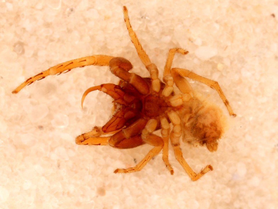Zygoballus concolor holotype ventral