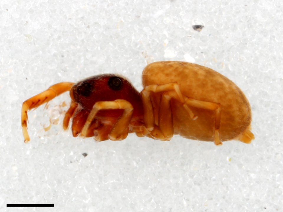 Zygoballus concolor allotype lateral with scale
