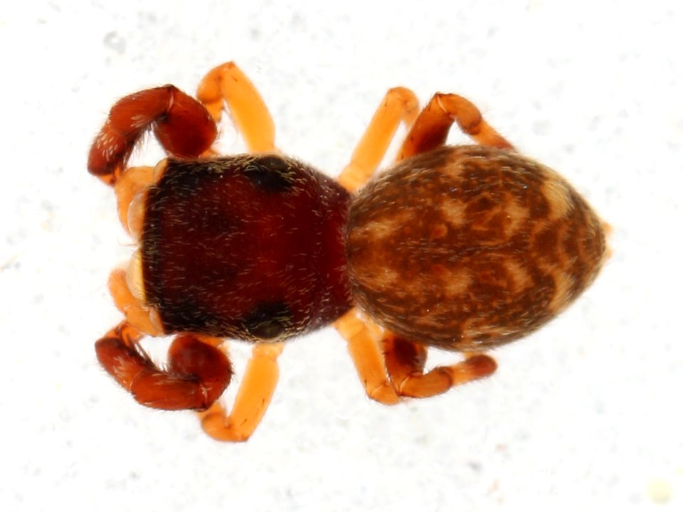 Zygoballus electus female dorsal