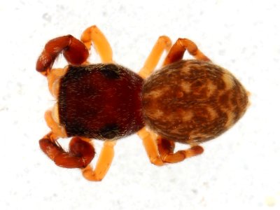 Zygoballus electus female dorsal