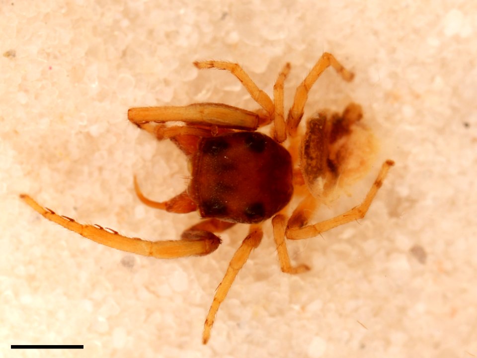 Zygoballus concolor holotype dorsal with scale
