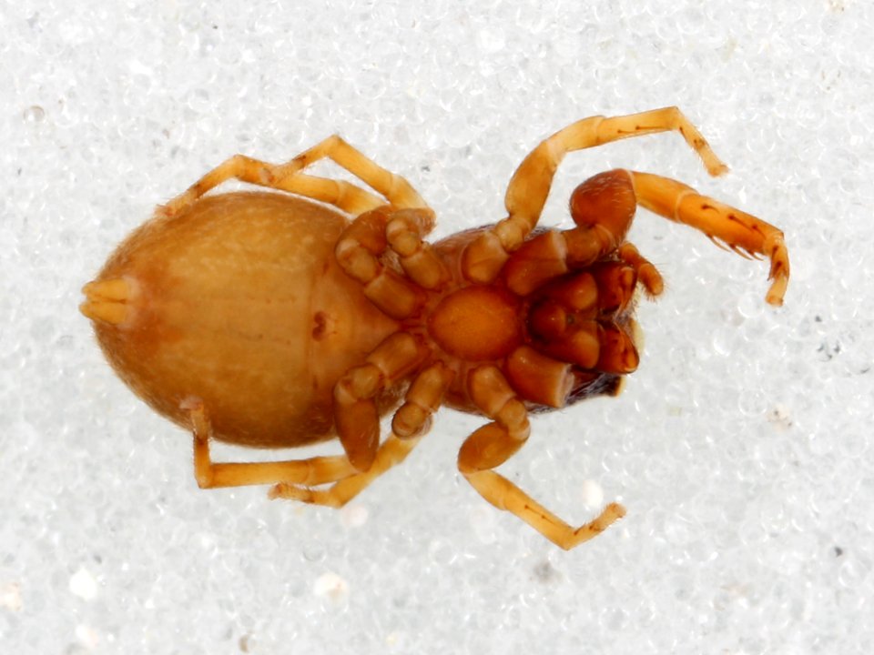 Zygoballus concolor allotype ventral