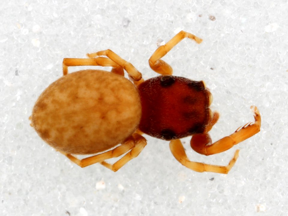 Zygoballus concolor allotype dorsal