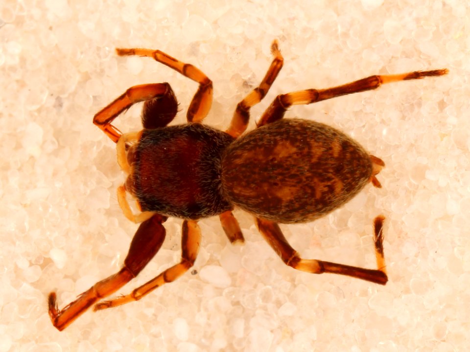 Zygoballus optatus allotype dorsal