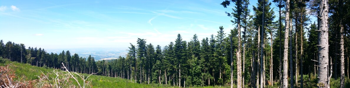 Nature trees alps