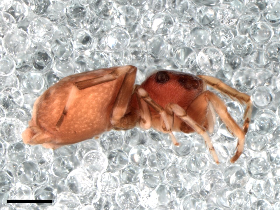 Zygoballus maculatipes holotype lateral with scale