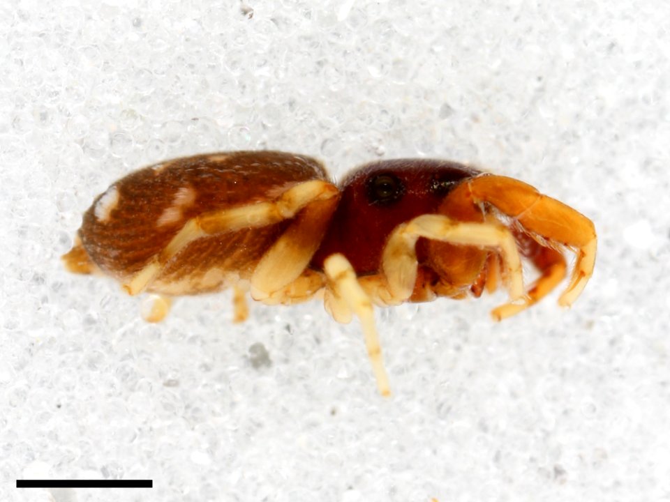 Zygoballus maculatus holotype lateral