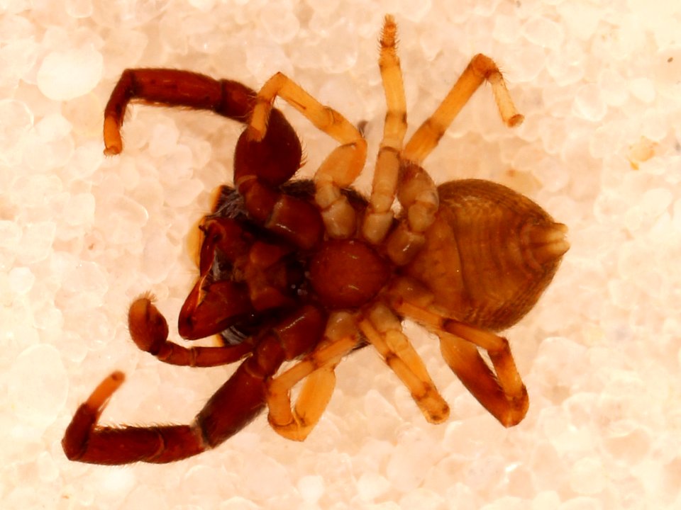 Zygoballus electus holotype ventral
