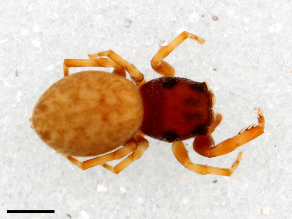 Zygoballus concolor allotype dorsal with scale