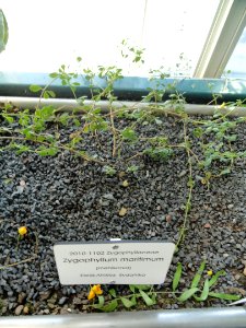 Zygophyllum maritimum - Botanical Garden in Kaisaniemi, Helsinki - DSC03673