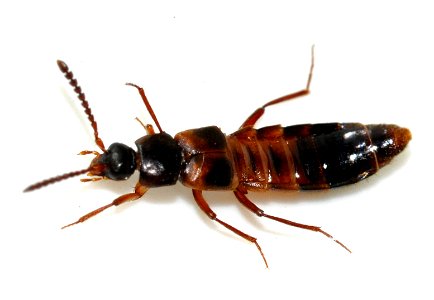 Zyras-humeralis-04-fws