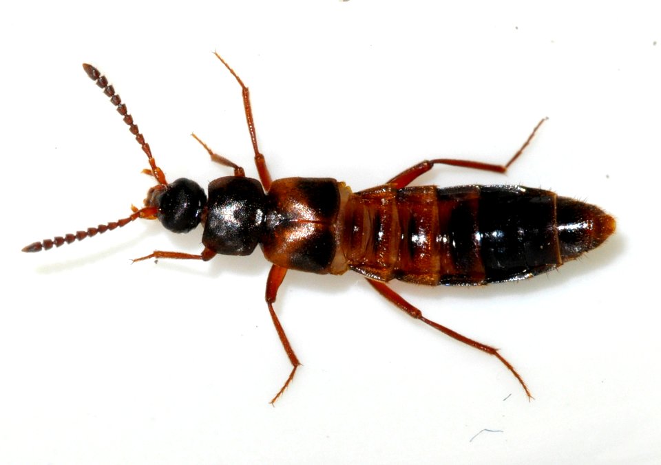 Zyras-humeralis-02-fws