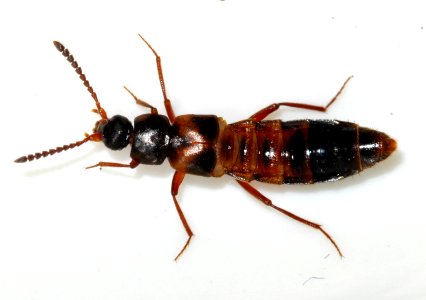 Zyras-humeralis-02-fws
